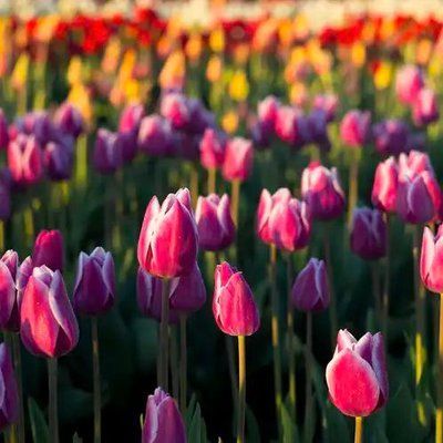 699910 фото