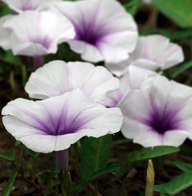 Moonflower Nectar 060710 фото