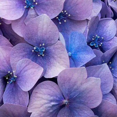 Love Spell 459910 фото