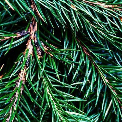 Fraser Fir 121710 фото