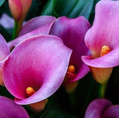 Calla Lily 122210 фото