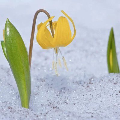 Glacier Lily фото
