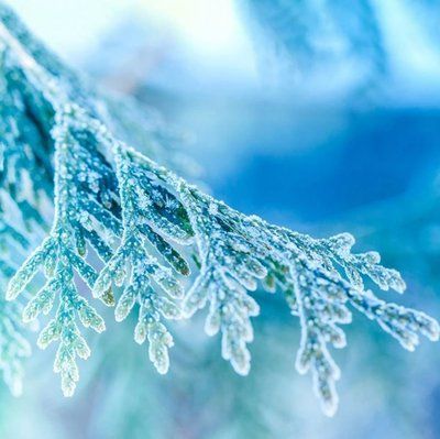 Frosted Juniper 121610 фото