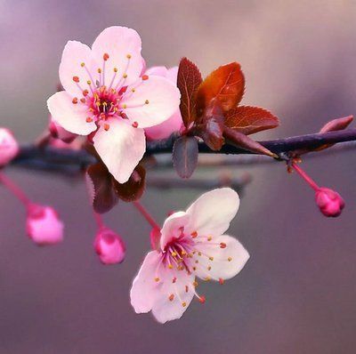 Japanese Cherry Blossom 123610 фото