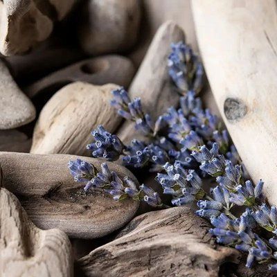 Lavender Driftwood 399910 фото