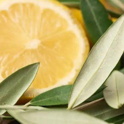 Olive Leaf and Citron 509910 фото